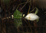 Alligator Hatchling