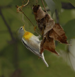 Adult Female