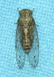 Cicada (Unidentified)
