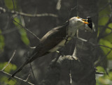 Yellow-billed Cuckoo