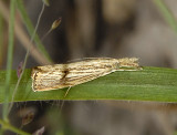 Lesser Vagabond Sod Webworm Moth (5399)