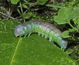 White-dotted Prominent Moth Caterpillar (7915)