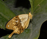 Mocker Swallowtail