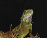 Chinese Water Dragon (Asian Water Dragon)