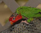 Mitred Parakeet (Mitred Conure)