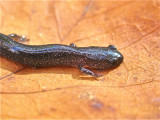 White-spotted Slimy Salamander