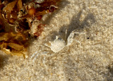  Ghost Crab