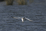 Royal Tern in Flight