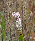 White-topped Pitcher Plant