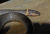 Southern Ring-necked Snake Gallery