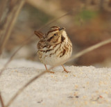 Song Sparrow