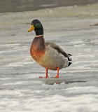 Mallard Duck Group