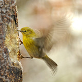 Male in Flight