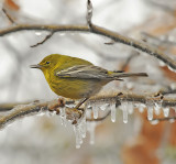 Male in Ice Storm