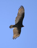 Turkey Vulture