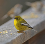 Pine Warbler