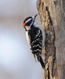 Downy Woodpecker