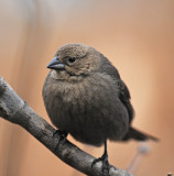 Brown-headed Cowbird (Female)