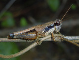 Melanoplus Grasshopper