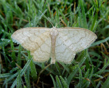 Large Lace-border Moth (7159)