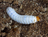 Scarab Beetle Larvae 
