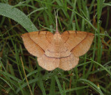 Thin-lined Erastria (6705)