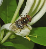 Copestylum sp.