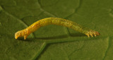 Blackberry Looper Caterpillar (7071)