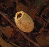 Empty Luna Moth Cocoon