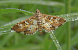 Assembly Moth (5150)