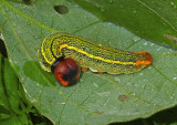 Long-tailed Skipper Caterpillar