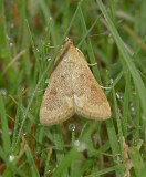 Garden Webworm Moth (4975)