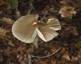 Unidentified Mushroom