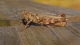  Pine Tree Spur-throat Grasshopper