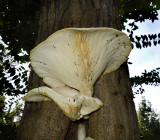 Unidentified Tree Fungus 