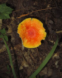 Orange capped Mushroom