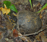 Eastern Box Turtle