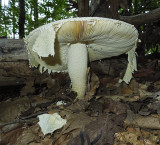 Unidentified Mushroom