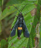 Peachtree Borer Moth (2583)