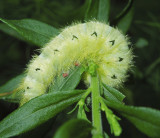Spotted Apatelodes Caterpillar (7663)