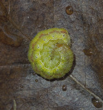 Tobacco Budworm Moth Caterpillar (11071) (Tentative)