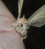 White-dotted Prominent Moth (7915)