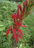 Cardinal Flower 