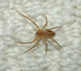 Nursery Web Spider