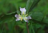 Catesbys Trillium