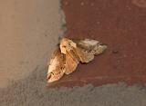 Eyed Baileya Moth (8970)