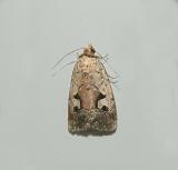 Festive Midget Moth (9681)