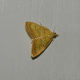 Neohelvibotys Moth (4977)