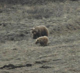 Grizzly (Brown) Bear