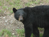 Black Bear